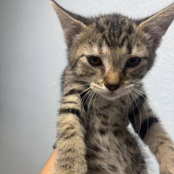 Domestic Short Hair Cats Available for Adoption in Riverside, California - Brownie Boo | PetCurious
