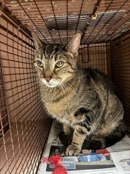 Aries -  Domestic Short Hair Cat for Adoption in Austin, Texas - Aries | PetCurious