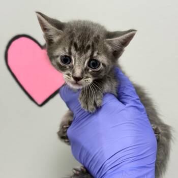 Domestic Short Hair Cats Available for Adoption in Spring Hill, Kansas - Reah | PetCurious
