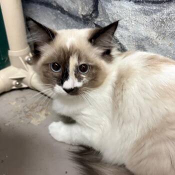 Snowshoe Cats Available for Adoption in Laredo, Texas - Mocha | PetCurious
