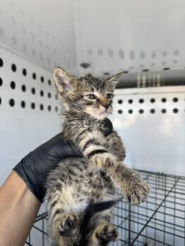 BROOKE     GREEN -  Domestic Short Hair Cat for Adoption in Stockton, California - BROOKE     GREEN | PetCurious