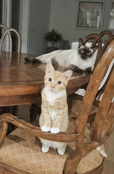 Rescue Domestic Short Hair Cats for Adoption in Tampa, Florida - Willoughby S | PetCurious