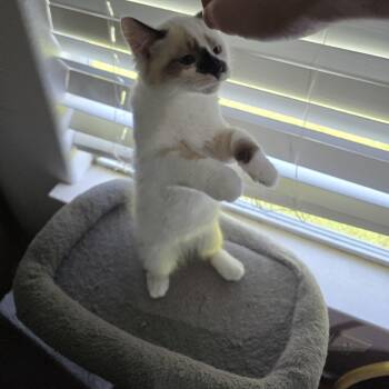 Fluffy -  Domestic Medium Hair Cat for Adoption in Liverpool, Texas - Fluffy | PetCurious