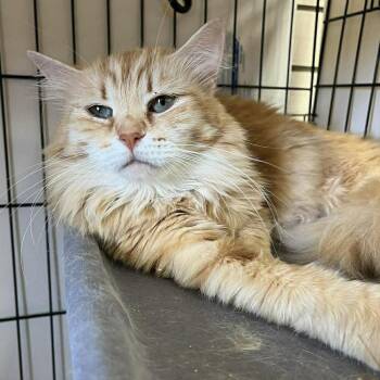 Irina -  Siberian Cat Available for Adoption in Candler, North Carolina - Irina | PetCurious