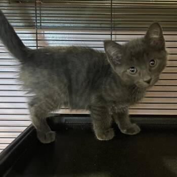 Little John -  Domestic Short Hair Cat for Adoption in Binghamton, New York - Little John | PetCurious