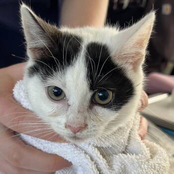 Domestic Short Hair Cats Available for Adoption - Tinkerbell | PetCurious