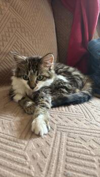 Domestic Long Hair Cats Available for Adoption - Shrek | PetCurious