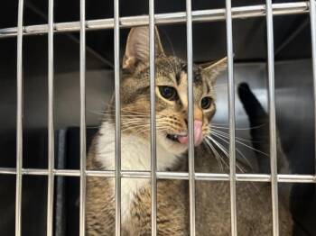 Harvest Sky -  Domestic Short Hair Cat for Adoption in New York, New York - Harvest Sky | PetCurious