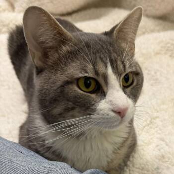 Domestic Short Hair Cats Available for Adoption - Rajah | PetCurious