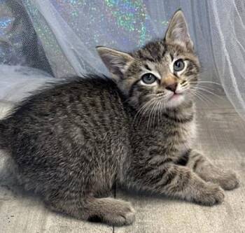 Houdini -  Domestic Short Hair Cat for Adoption in Shreveport, Louisiana - Houdini | PetCurious