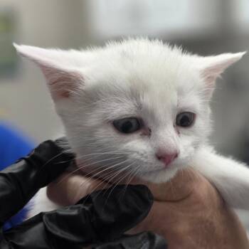 Kiwi -  Domestic Short Hair Cat for Adoption in Huntsville, Alabama - Kiwi | PetCurious