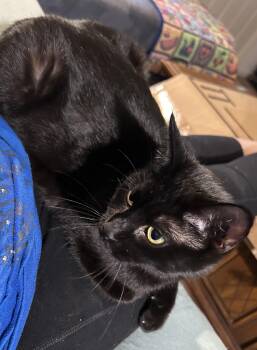 Domestic Short Hair Cats Available for Adoption in Greenwood, Indiana - Aggie | PetCurious