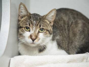 PABLO -  Domestic Short Hair Cat for Adoption in Phoenix, Arizona - PABLO | PetCurious