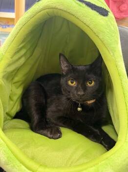 Vivian -  Domestic Short Hair Cat for Adoption in Port Barrington, Illinois - Vivian | PetCurious
