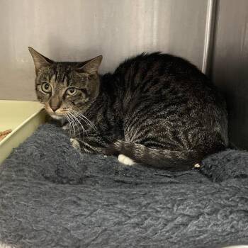 1207-C26 -  Domestic Short Hair Cat for Adoption in Port Charlotte, Florida - 1207-C26 | PetCurious