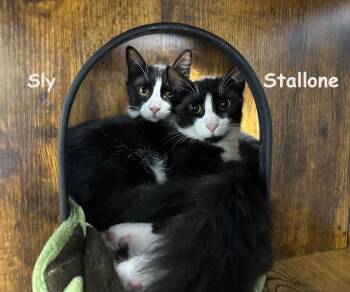 Rescue Domestic Short Hair Cats for Adoption - Sly 0525 (bonded With Stallone) | PetCurious