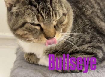 Domestic Short Hair Cats Available for Adoption - Bullseye | PetCurious