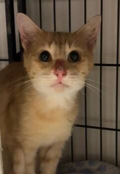 Elmo -  Domestic Short Hair Cat for Adoption in Lockhart, Texas - Elmo | PetCurious