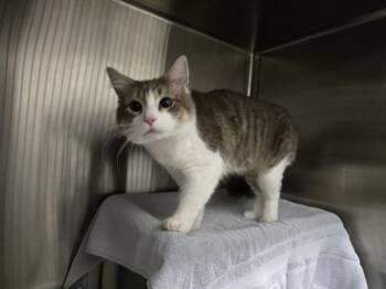 ISAAC NEWTON -  Domestic Medium Hair Cat for Adoption in Derwood, Maryland - ISAAC NEWTON | PetCurious
