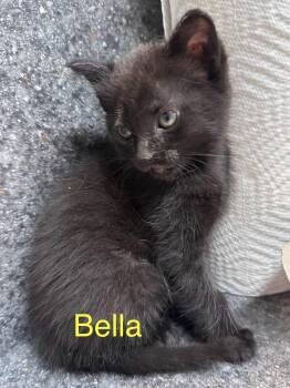 Bella -  Domestic Short Hair Cat for Adoption in Dyersburg, Tennessee - Bella | PetCurious