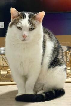 Domestic Short Hair Cats Available for Adoption in Georgina, Ontario - Pony | PetCurious