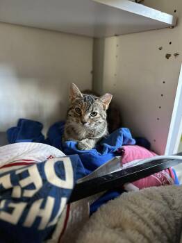 Domestic Short Hair Cats Available for Adoption in Waveland, Indiana - Muffintop | PetCurious