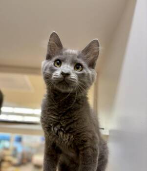 Smoke (bonded with Ash) -  Domestic Medium Hair Cat for Adoption in Oakland, California - Smoke (bonded With Ash) | PetCurious
