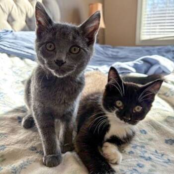 Domestic Short Hair Cats Available for Adoption - Reisling -- Bonded Buddy With Merlot | PetCurious
