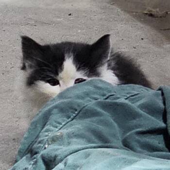 Domestic Long Hair Cats Available for Adoption - Diamond | PetCurious