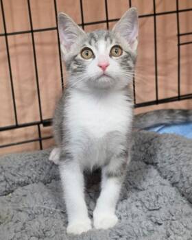 Teddy -  Domestic Short Hair Cat for Adoption in Novato, California - Teddy | PetCurious