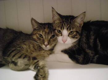 Doodad -  Domestic Short Hair Cat for Adoption in Tucson, Arizona - Doodad | PetCurious