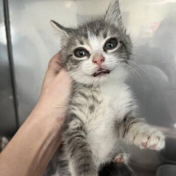 Domestic Medium Hair Cats Available for Adoption in Birmingham, Alabama - Sienna | PetCurious