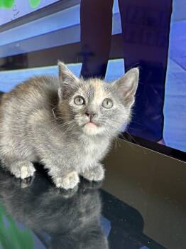 Domestic Short Hair Cats Available for Adoption - Sue | PetCurious