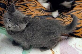 Allegheny -  American Shorthair Cat for Adoption in Hagaman, New York - Allegheny | PetCurious