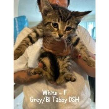 Blanca -  Domestic Short Hair and Tabby Cat for Adoption in Ruskin, Florida - Blanca | PetCurious