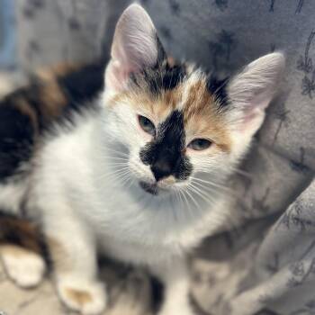 Nami -  Domestic Short Hair Cat for Adoption in Matteson, Illinois - Nami | PetCurious