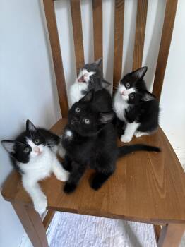 The singing choir -  Domestic Short Hair Cat Available for Adoption in Springfield, Massachusetts - The Singing Choir | PetCurious
