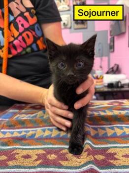 Domestic Short Hair Cats Available for Adoption in Columbus, Indiana - Sojourner | PetCurious