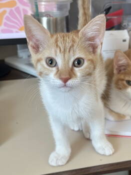 Rescue Domestic Short Hair Cats for Adoption in Broomall, Pennsylvania - Princess Peach | PetCurious