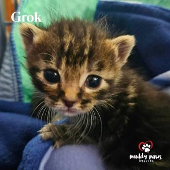 Domestic Medium Hair Cats Available for Adoption in Council Bluffs, Iowa - AI Litter:  Grok | PetCurious