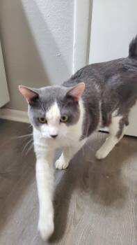 Domestic Short Hair Cats Available for Adoption in Phoenix, Arizona - Benny Bugs | PetCurious