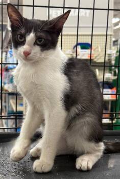 Lily -  Domestic Short Hair Cat for Adoption in Augusta, Georgia - Lily | PetCurious