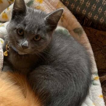 Denita -  Russian Blue Cat for Adoption in Mount Vernon, Arkansas - Denita | PetCurious