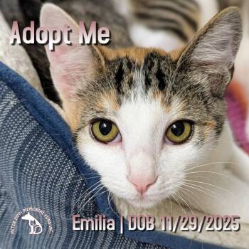Calico and Domestic Short Hair Cats Available for Adoption in Hermosa Beach, California - Emilia | PetCurious