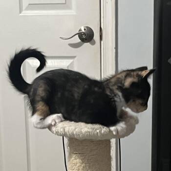 Petal -  Domestic Short Hair Cat Available for Adoption in Jupiter, Florida - Petal | PetCurious