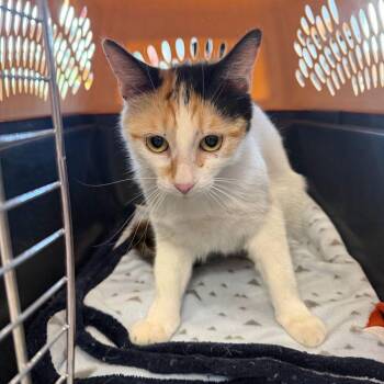 Mary -  Domestic Short Hair Cat for Adoption in Kingman, Arizona - Mary | PetCurious