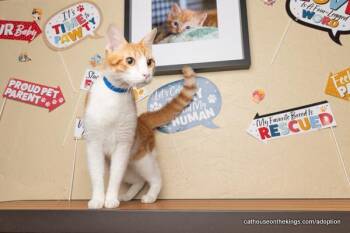 Rescue Tabby Cats for Adoption in Parlier, California - Colby | PetCurious