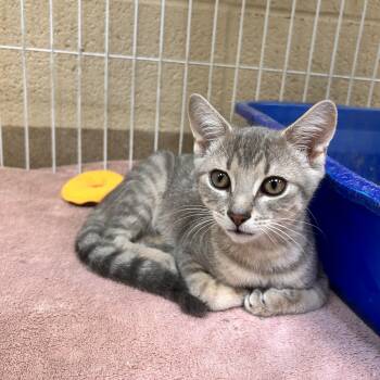 Pinky Pie -  Domestic Short Hair Cat for Adoption in Myerstown, Pennsylvania - Pinky Pie | PetCurious