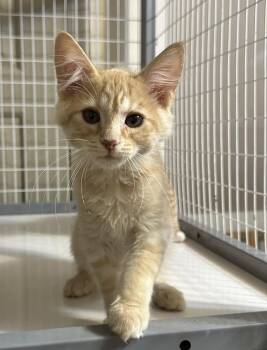Cream Puff -  Domestic Medium Hair Cat for Adoption in Newtown Square, Pennsylvania - Cream Puff | PetCurious