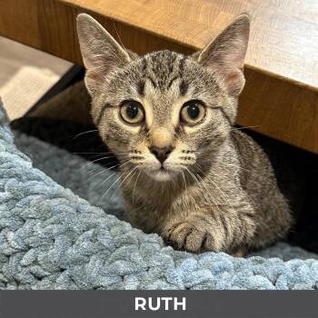 Ruth -  Domestic Short Hair Cat for Adoption in Toronto, Ontario - Ruth | PetCurious
